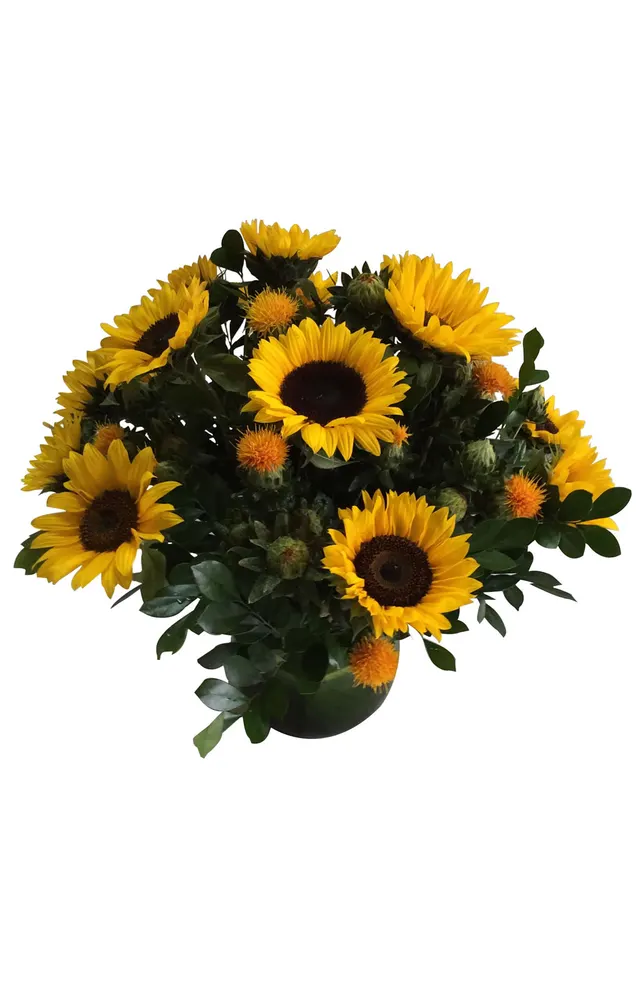 GIRASOLES EN PECERA