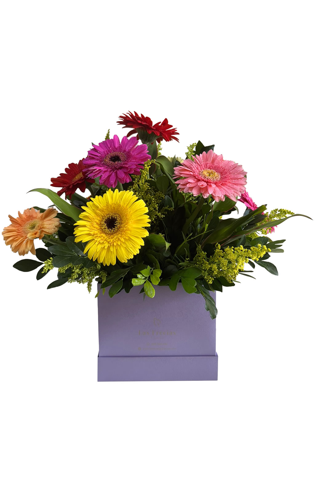 BOX DE GERBERAS