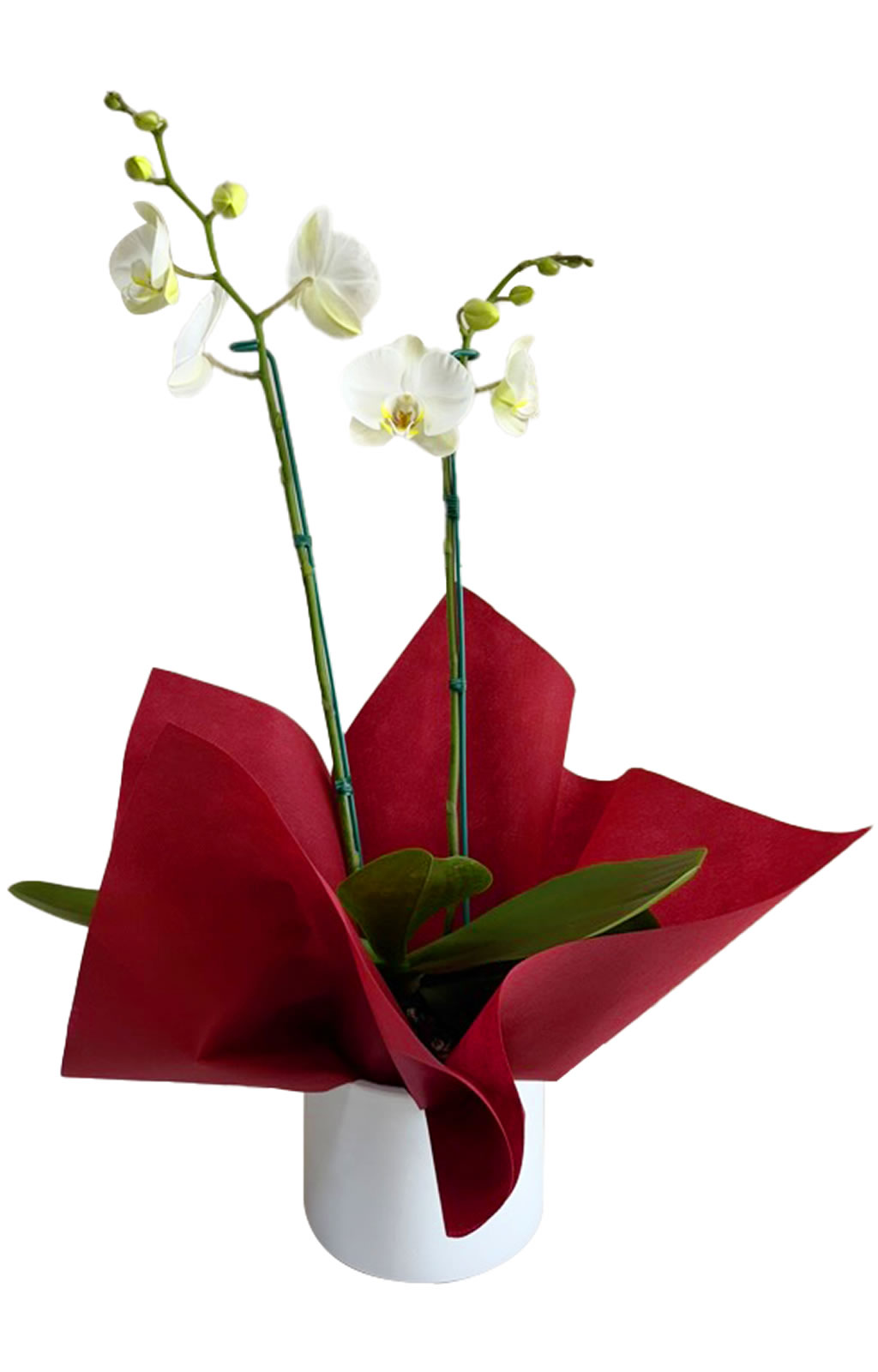 ORQUÍDEA 2 VARAS BLANCA