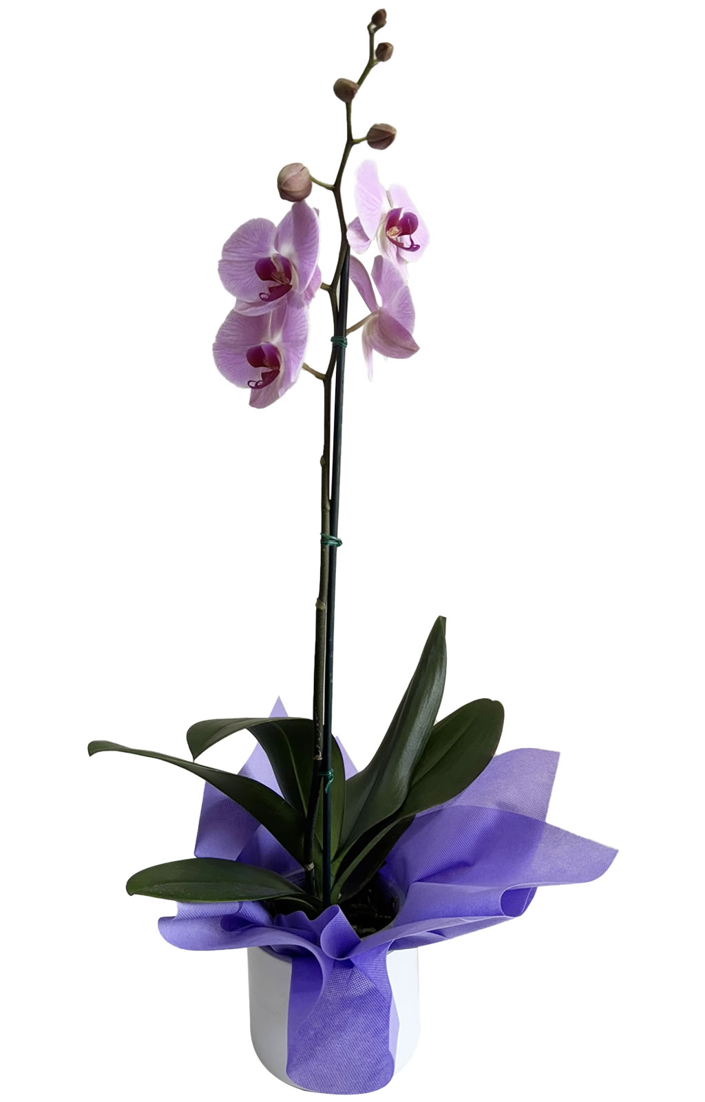 ORQUÍDEA MORADA
