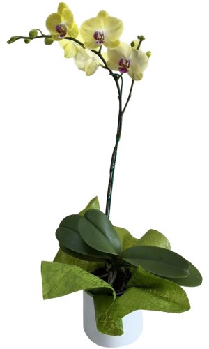 ORQUÍDEA AMARILLA