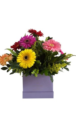 BOX DE GERBERAS